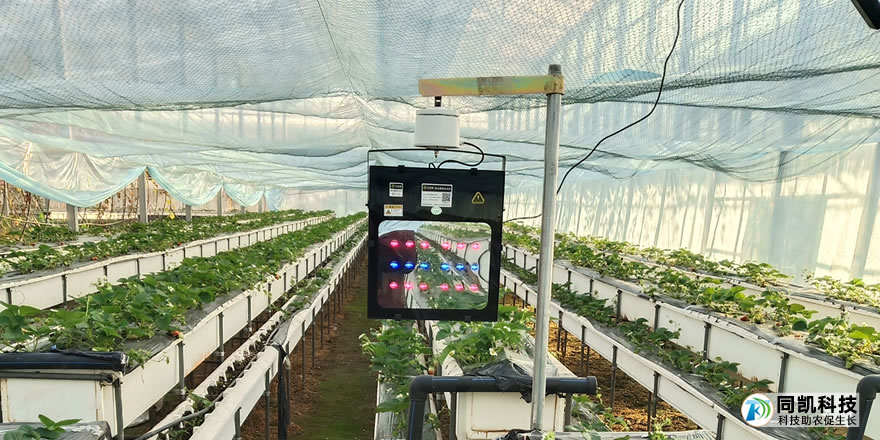 江苏省沛县草莓用户补光灯使用效果