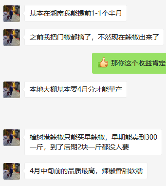 一斤辣椒300元你吃过吗？湖南樟树港村辣