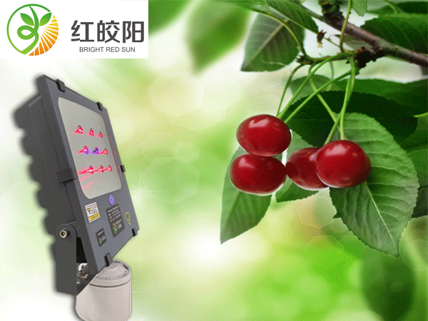 60402e270cf0b.gif 樱桃.gif