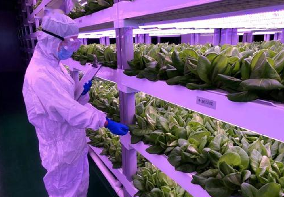 中国植物工厂如何“点亮”资本前路